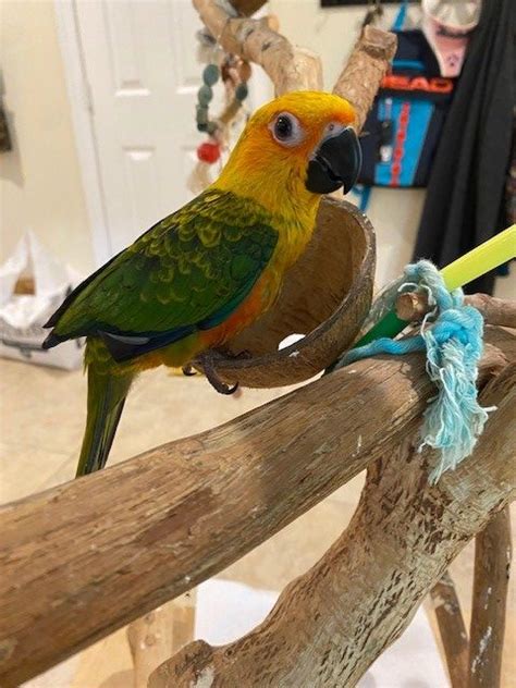 Browse through available north carolina birds for <b>sale</b> and adoption by aviaries, breeders and bird rescues. . Conures for sale near me